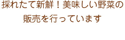 採れたて新鮮！美味しい野菜の販売を行っています